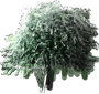 Ornamental Pear